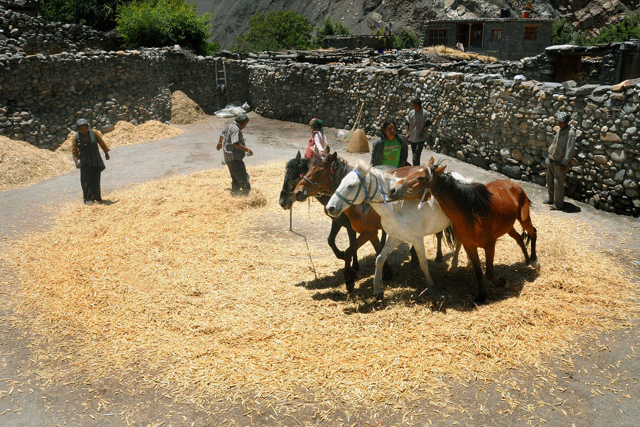Battage du riz dans le Haut-Mustang