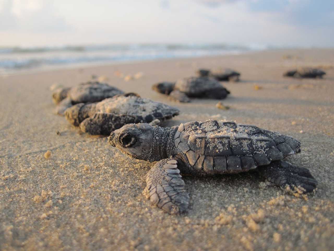 Bébés tortues sur les plages du Guanacaste - Costa Rica