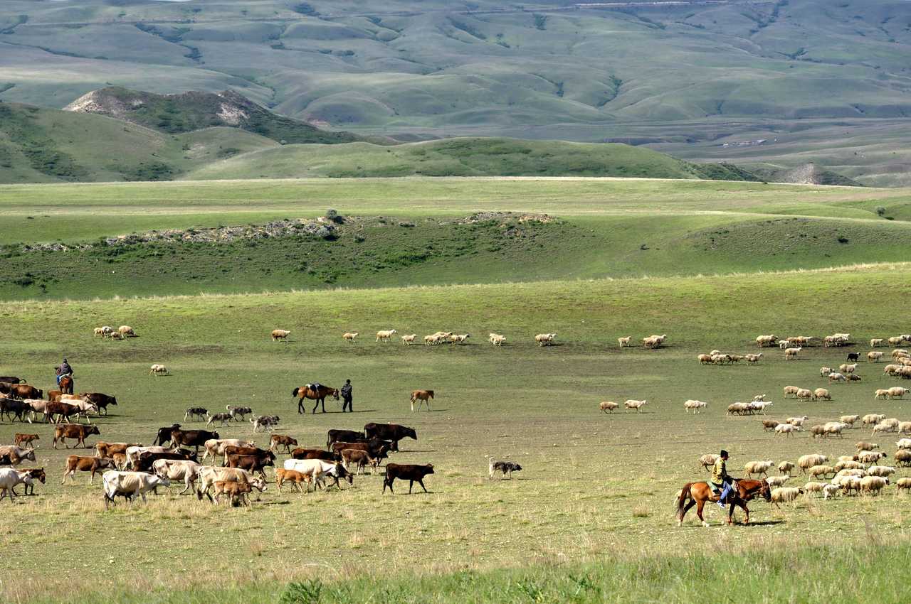 Bergers à cheval et leurs troupeaux de vaches et moutons