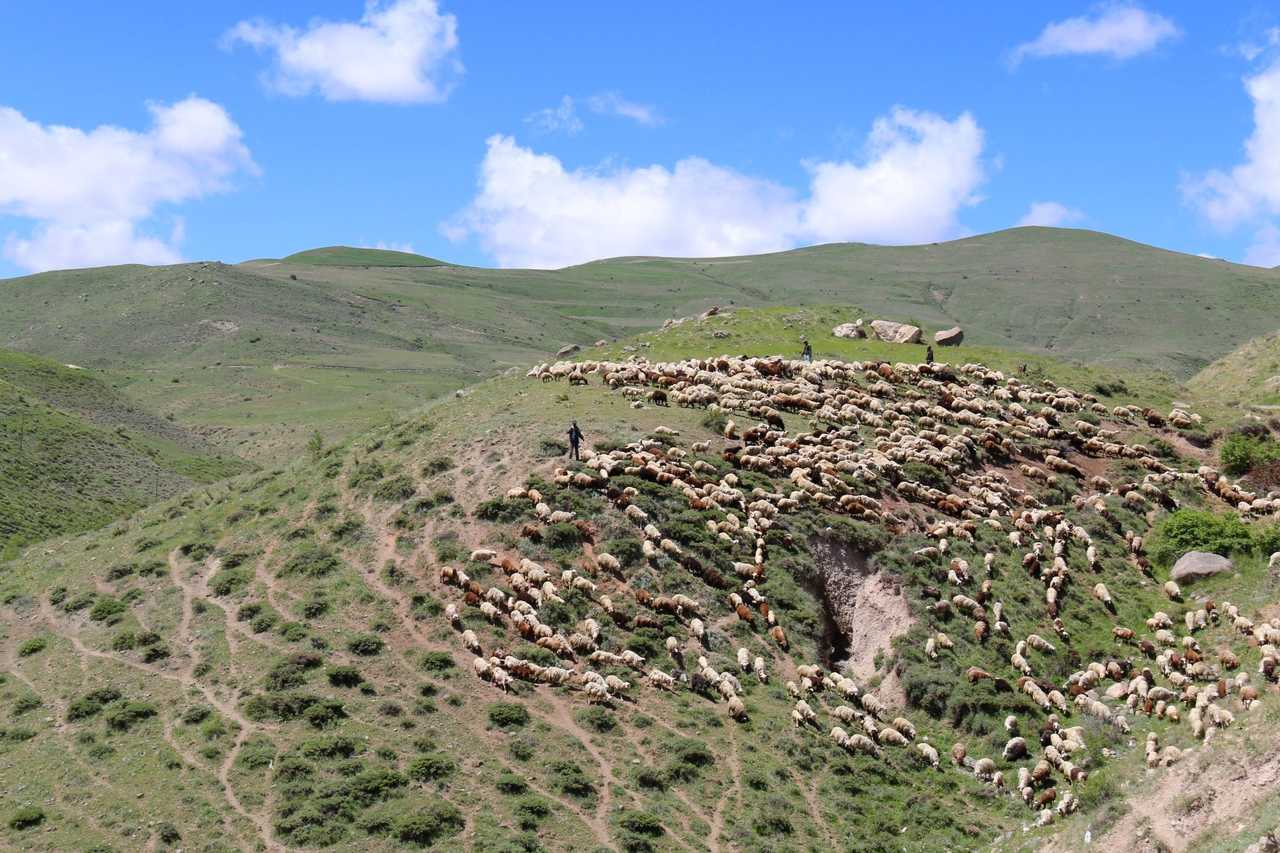 Bergers et leurs moutons dans les montagnes
