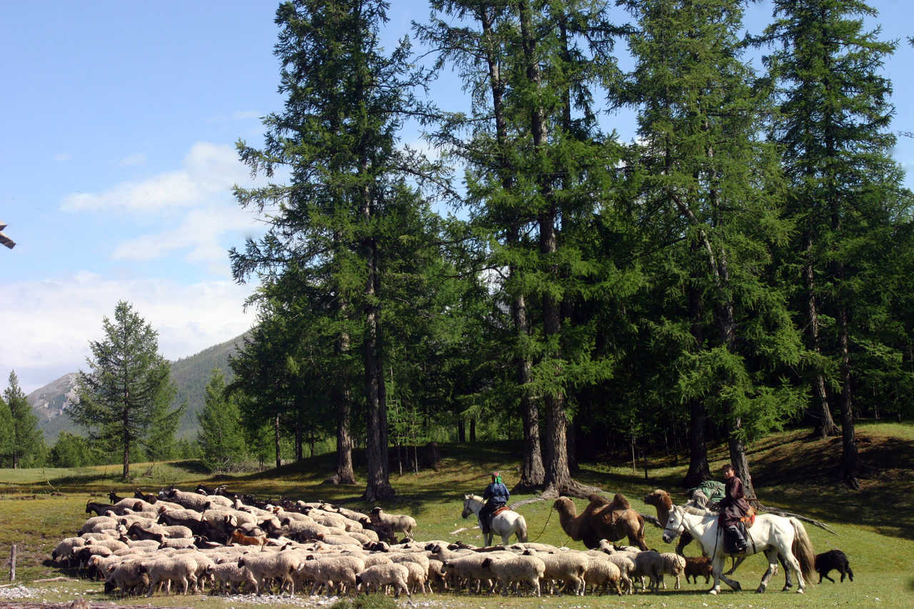 Bergers regroupant le troupeau de moutons à cheval