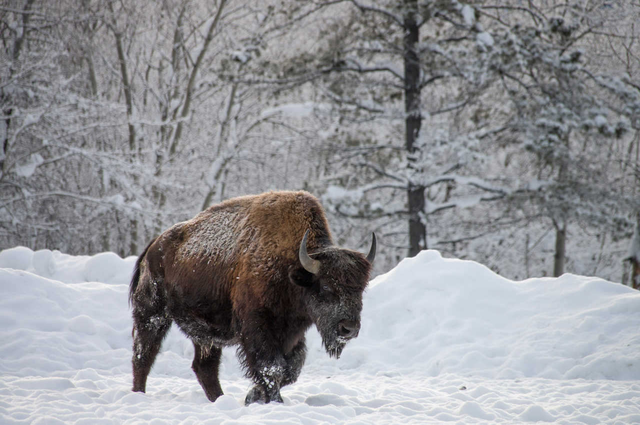 Bison en hiver