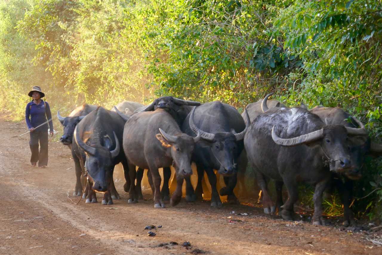 Bœufs dans le Mondolkiri, Cambodge