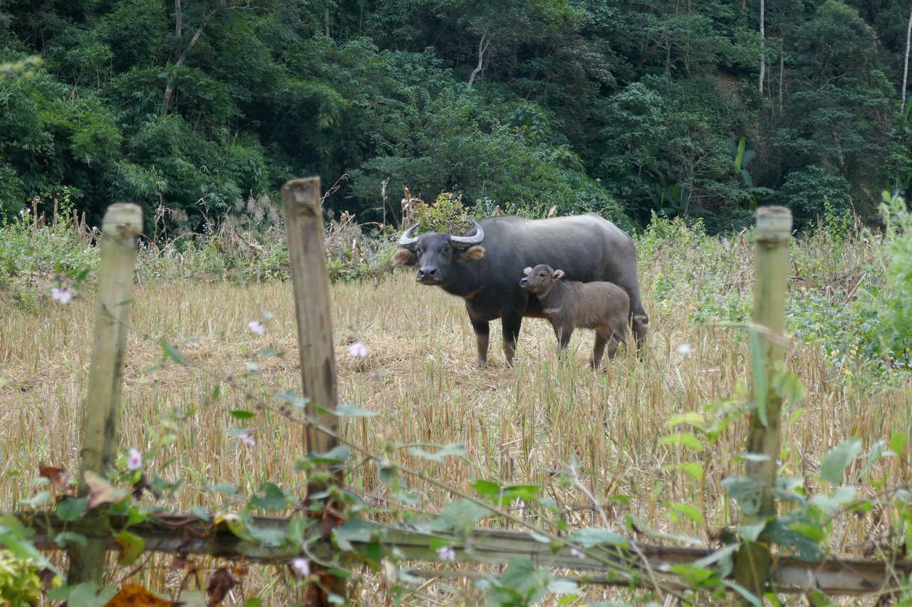 buffle et son buflon au Laos