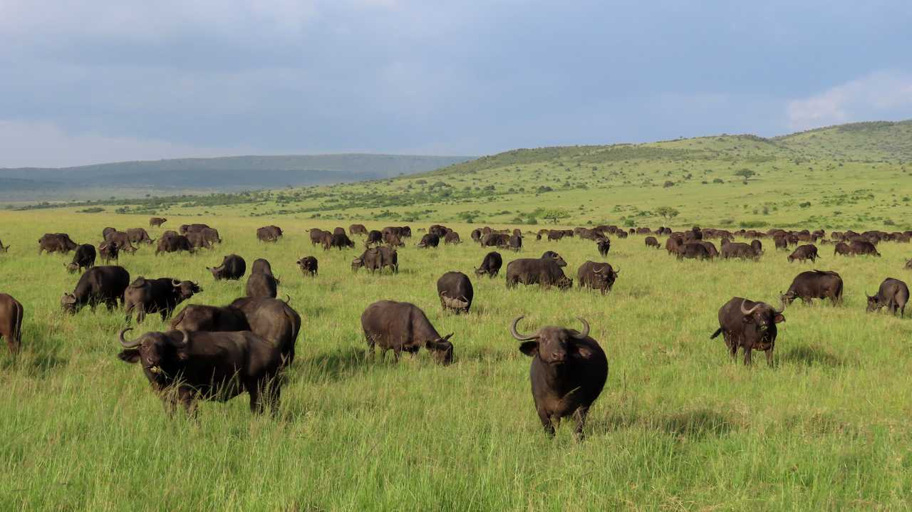 Buffles au Masai Mara au Kenya