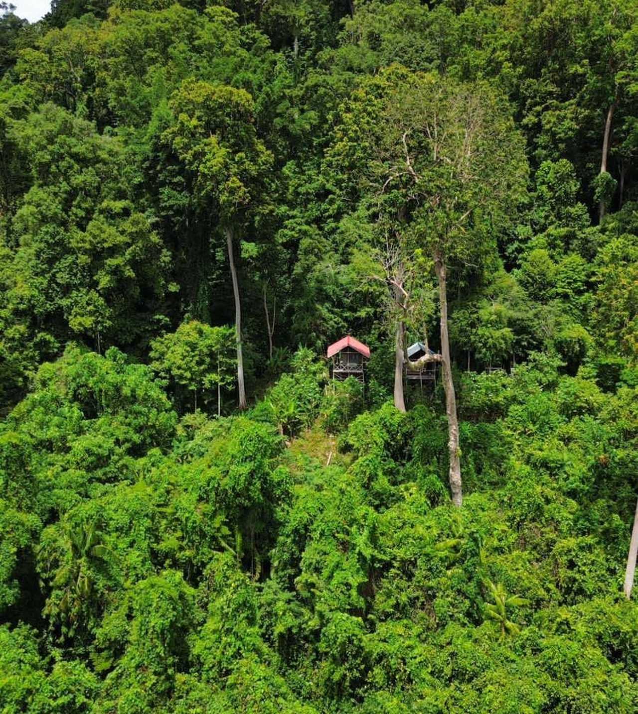 cabane dans la jungle de l'île de Seram