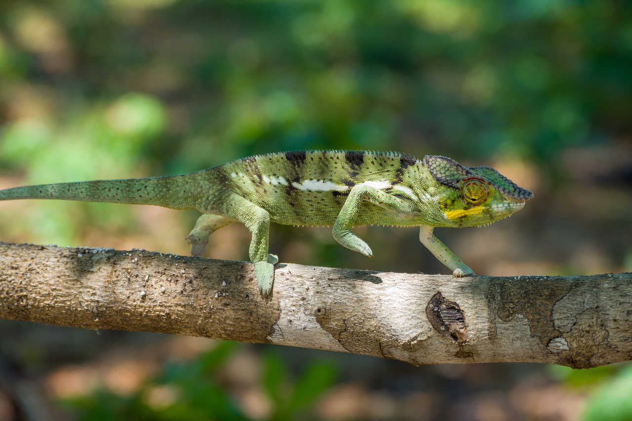 Caméléon vert sur une branche à Madagascar