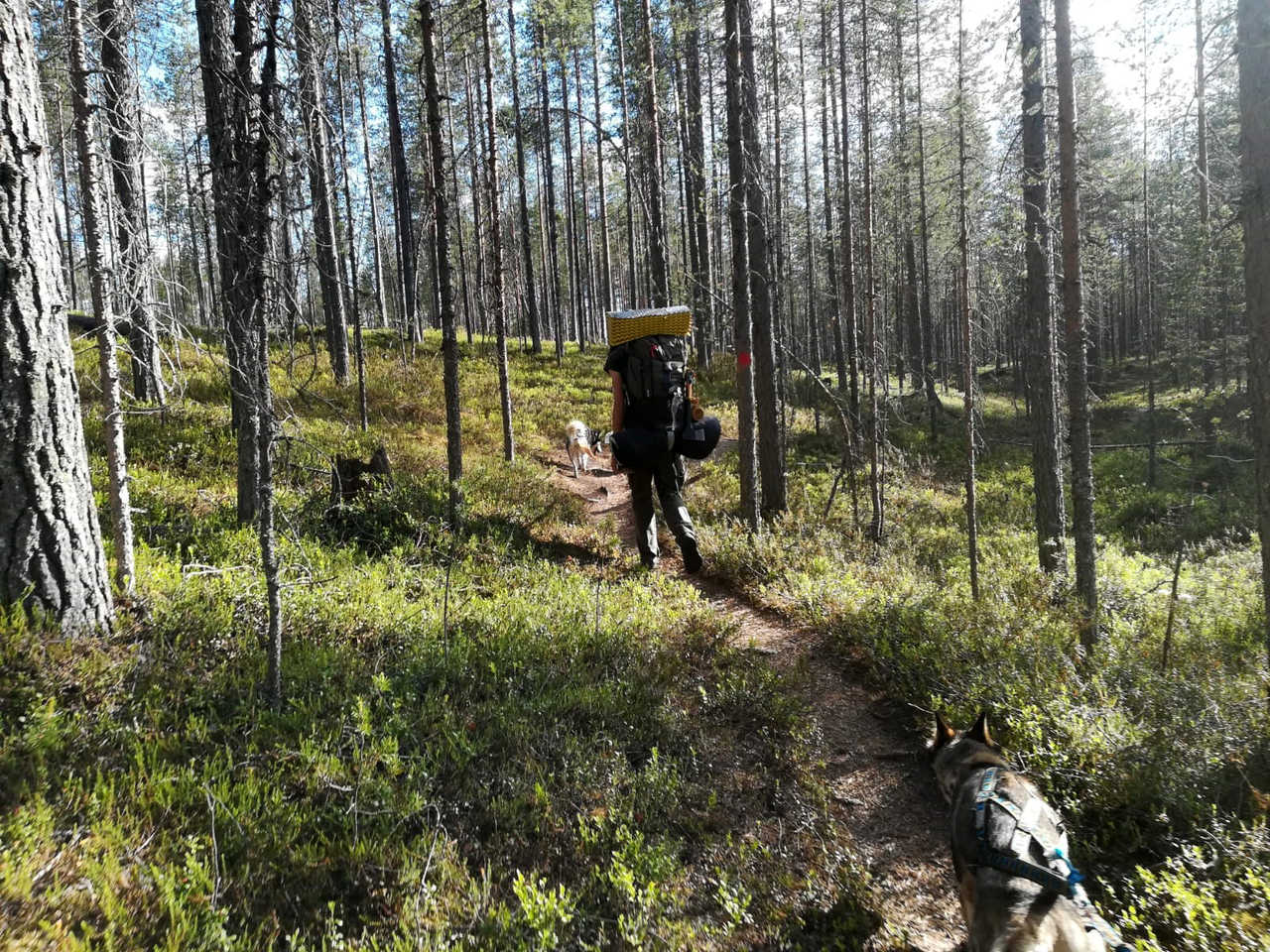 Cani-rando en Finlande l'été