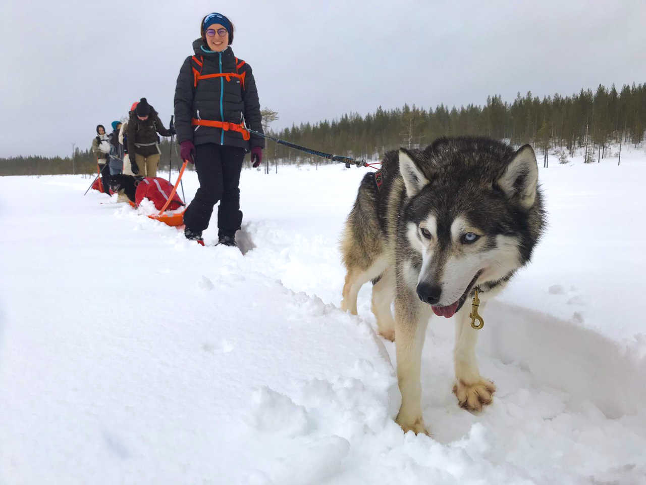 Cani-rando en raquettes avec nos huskies