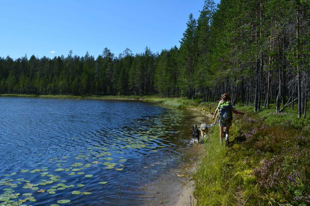 Cani-randonnée en Finlande