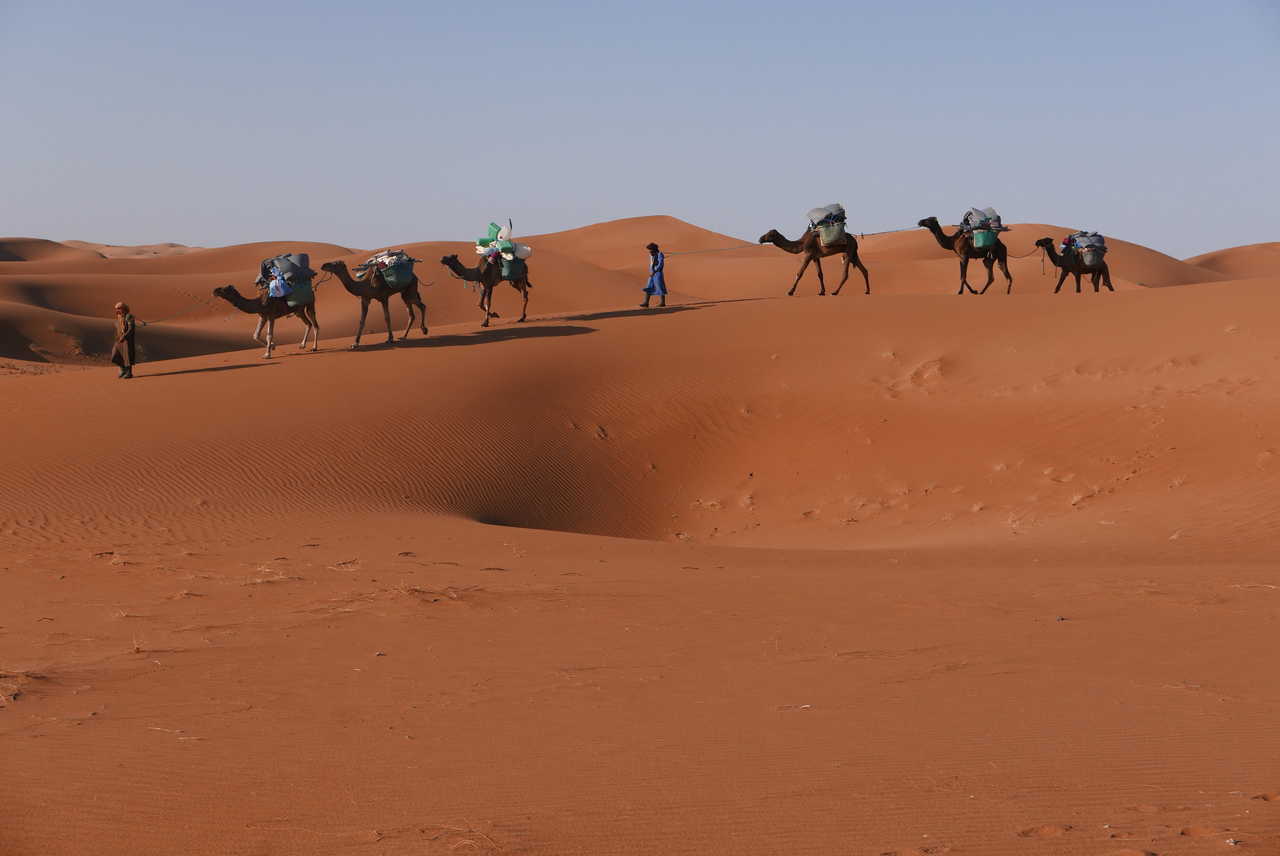 Caravane de dromadaires dans le désert au Maroc