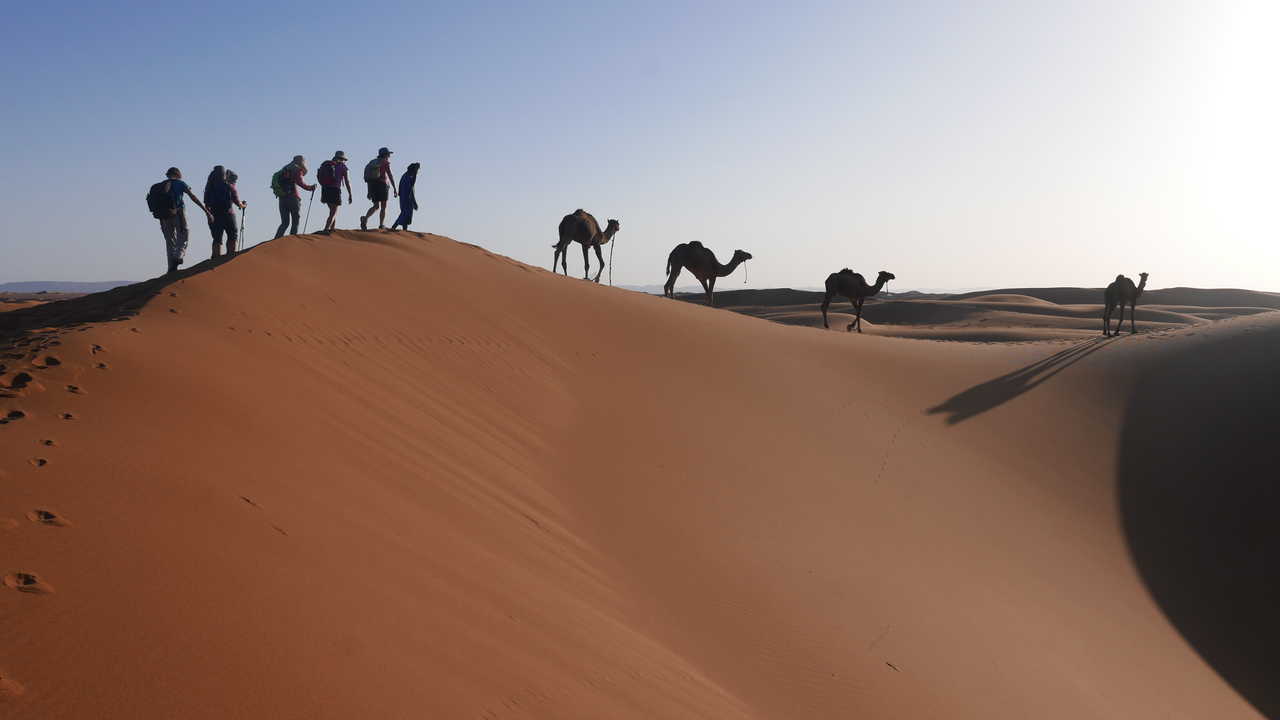 Caravane de dromadaires dans le désert au Maroc