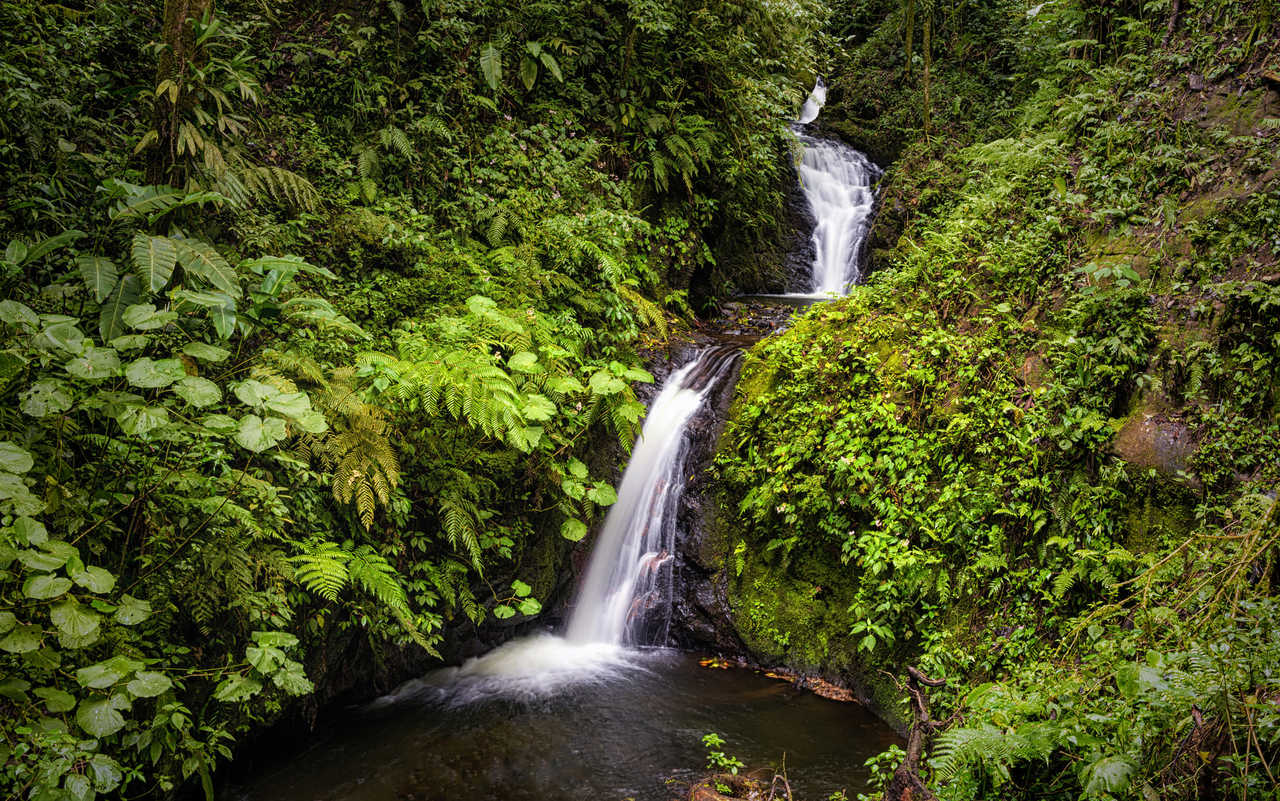 Cascade de la Réserve biologique de Monteverde au Costa rica
