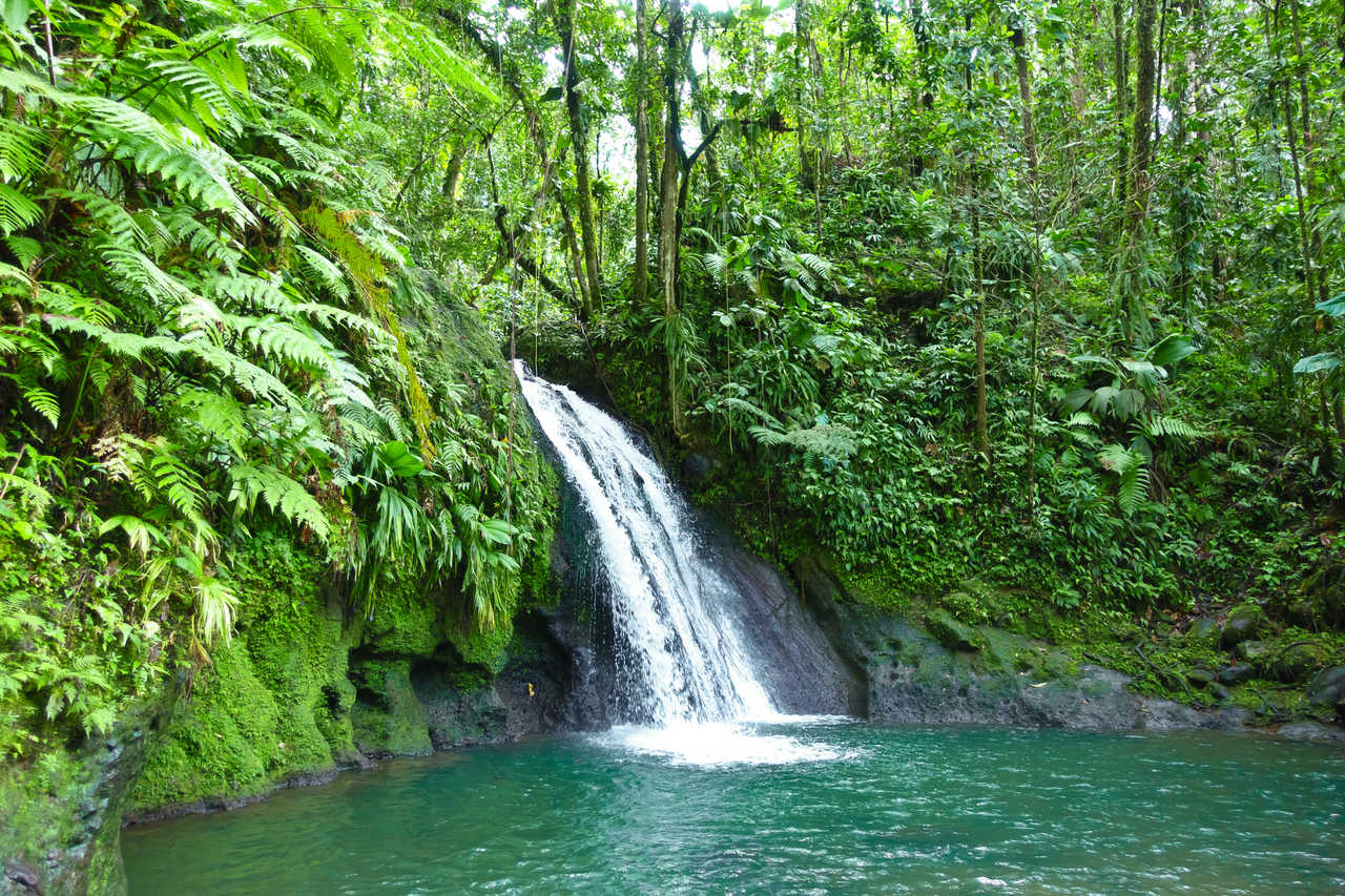 Cascade écrevisses en Guadeloupe