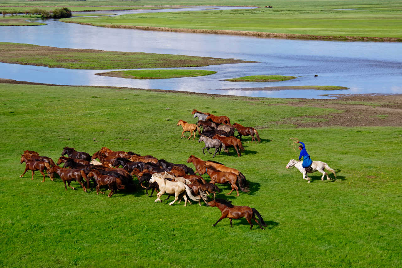 Cavalier et ses chevaux en Mongolie