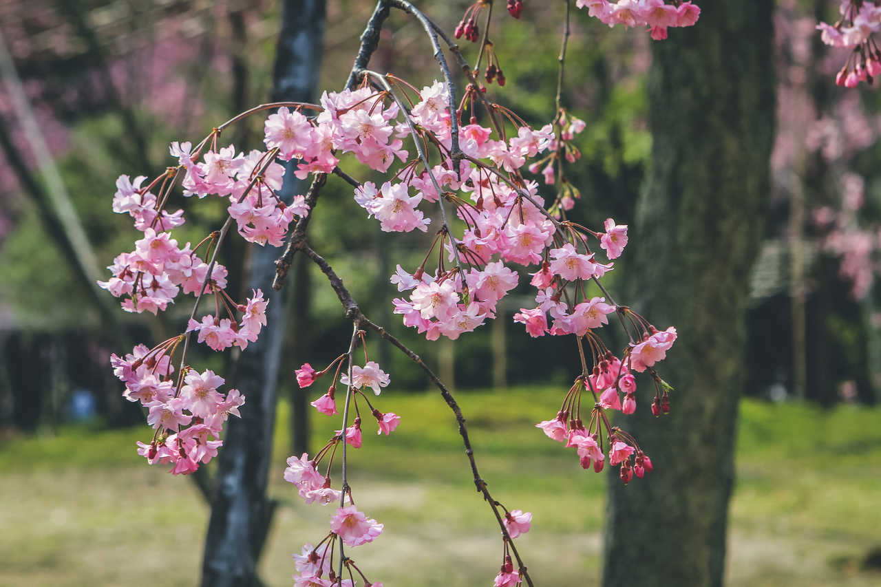 Cerisier  au Japon
