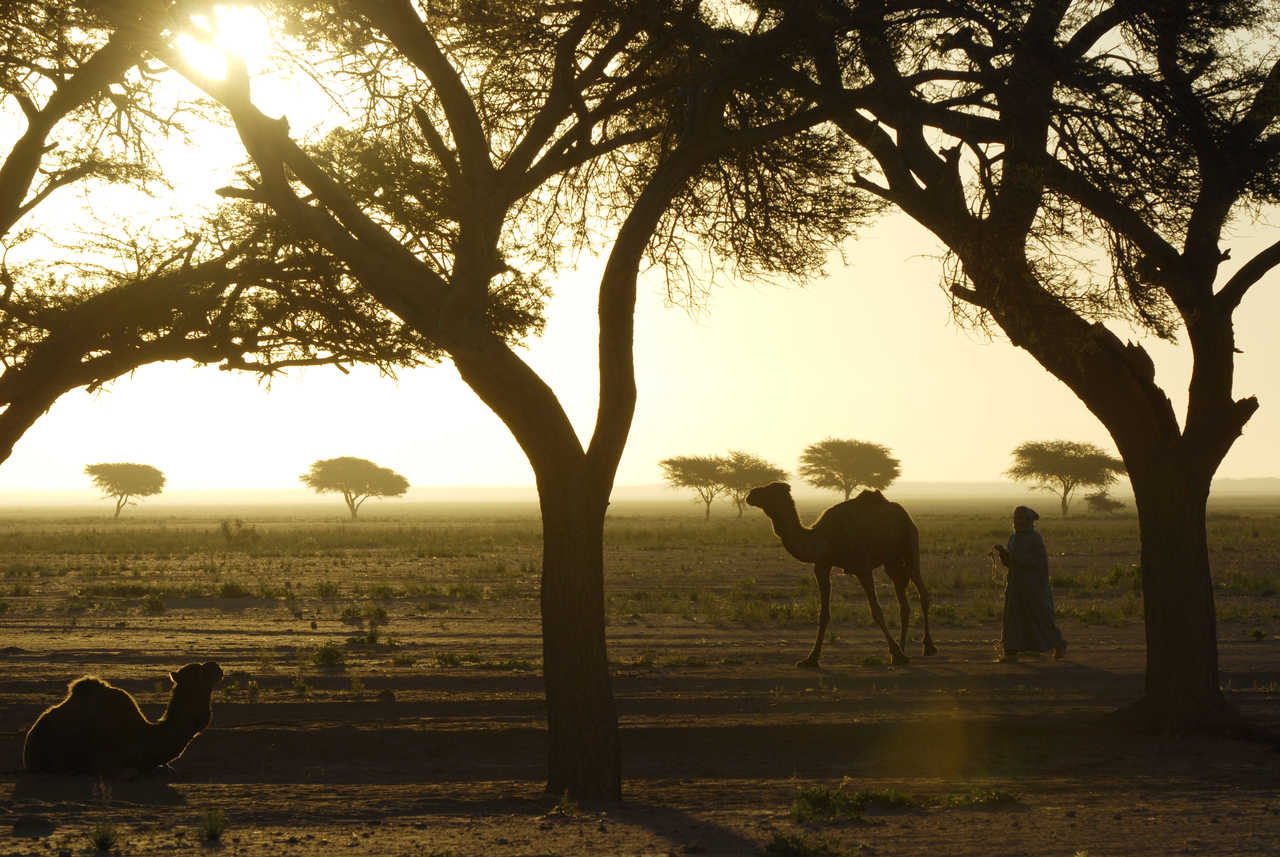 Chameau au crépuscule dans la Vallée du Drâa au Maroc