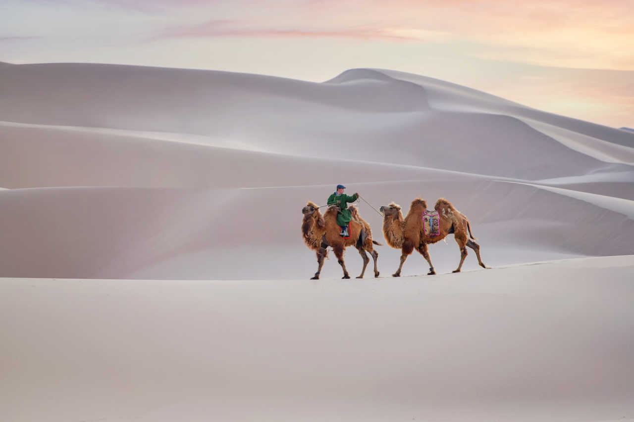 chameaux avec leur maître dans les dunes de sable au coucher du soleil, désert de Gobi en Mongolie