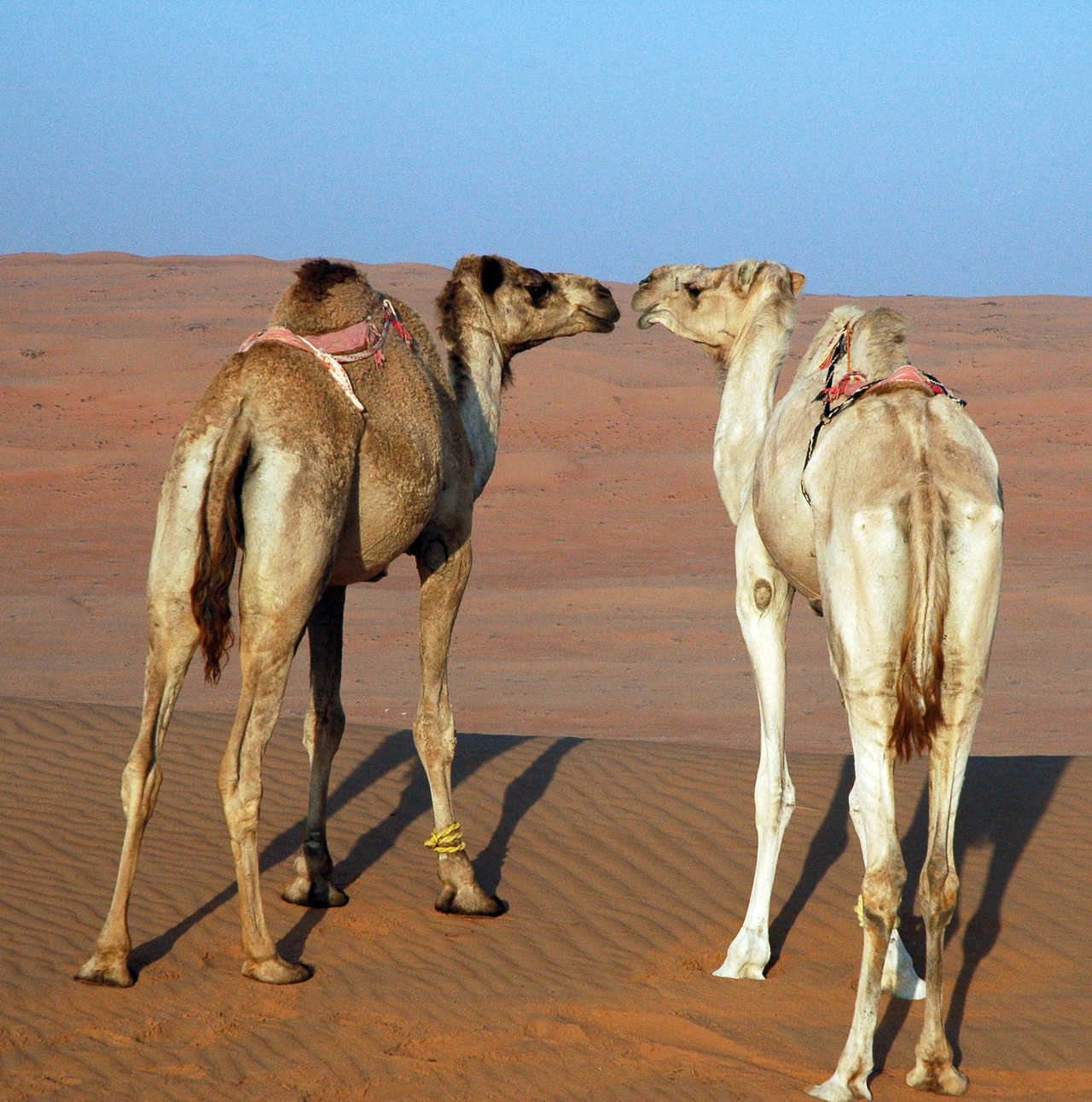 Chameaux dans le désert de Wahiba Sand, Oman