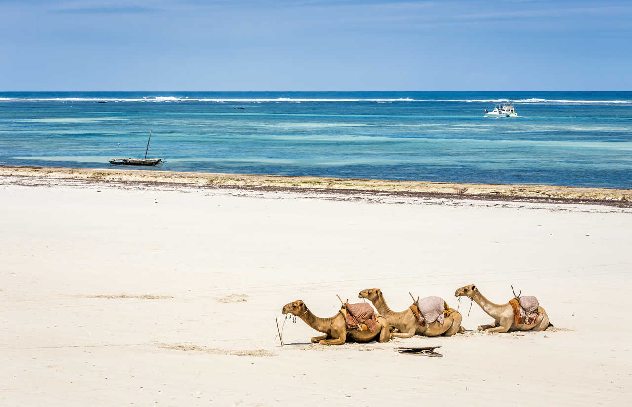 Chameaux sur une plage de sable blanc au bord de l'océan Indien au Kenya