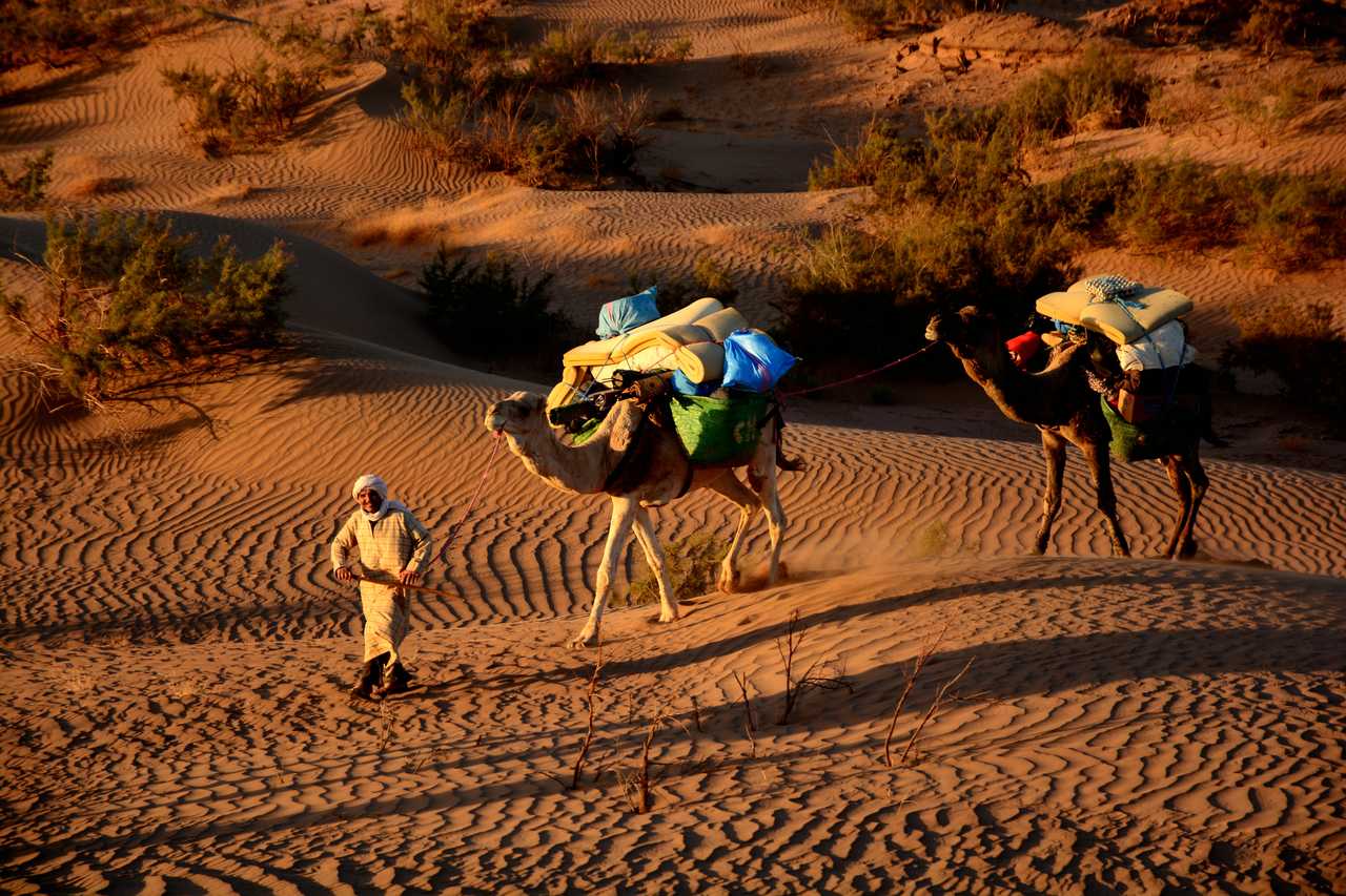 Chamelier et son chargement logistique, Maroc