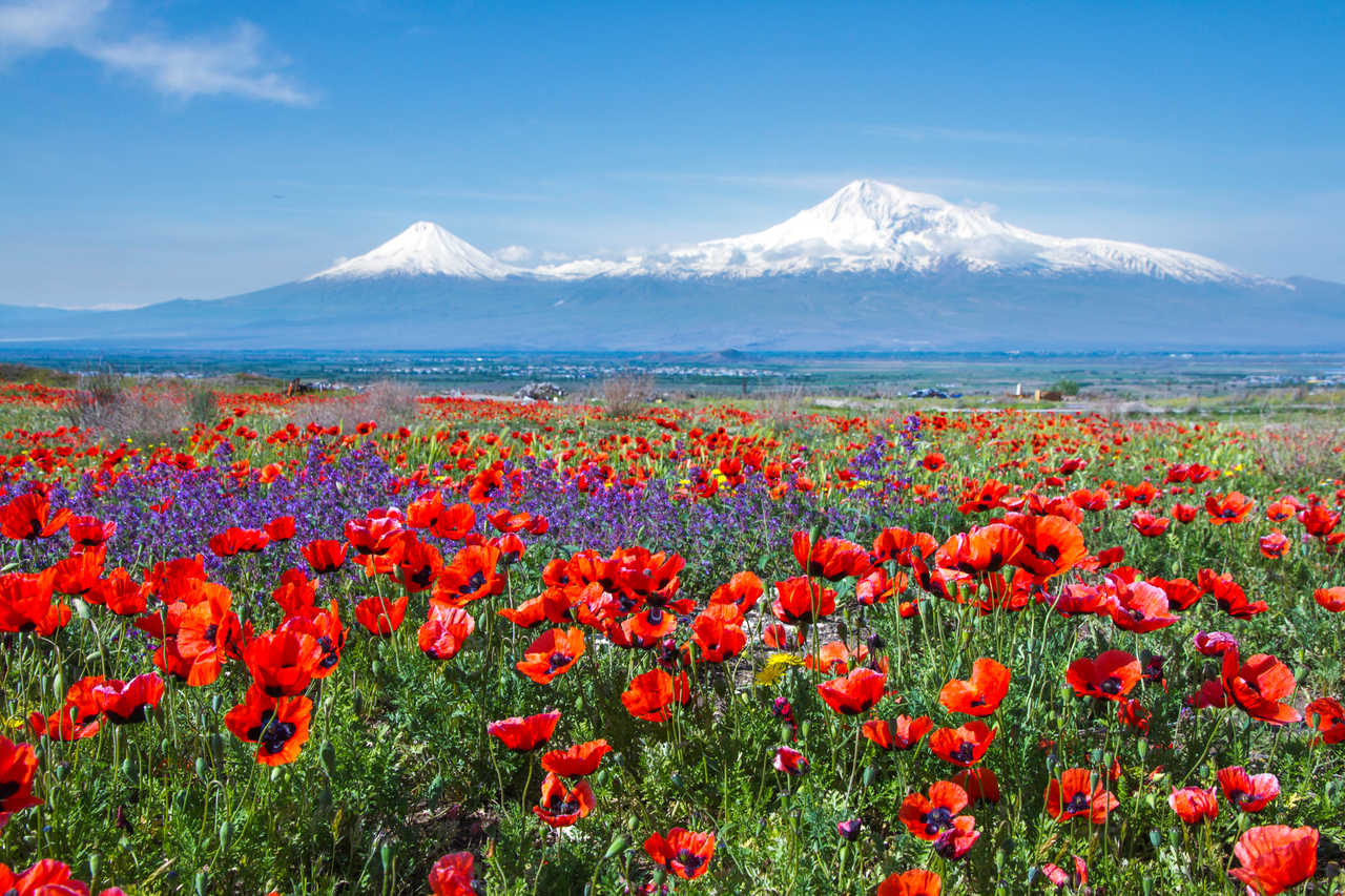 Champ de coquelicots en Arménie