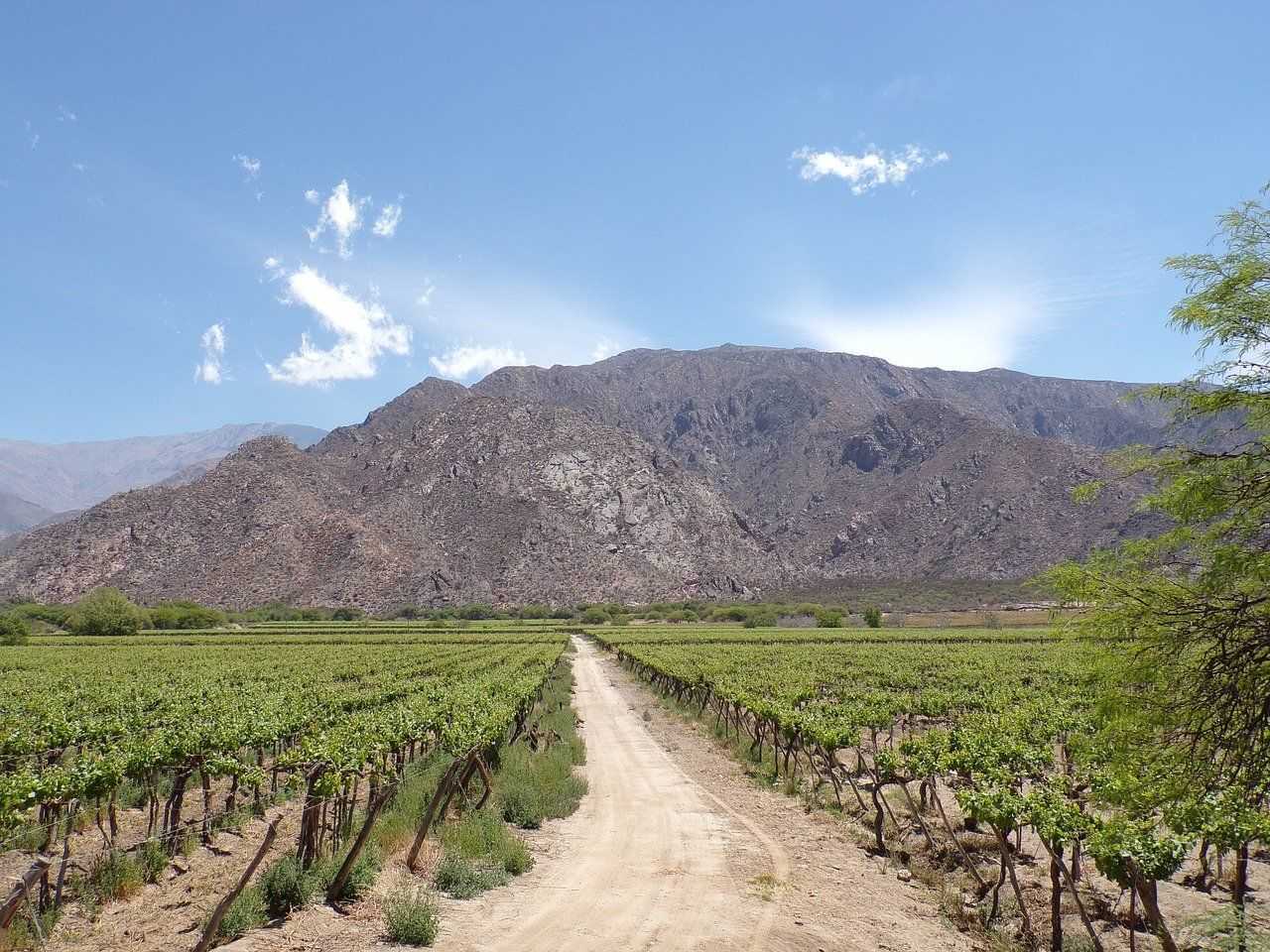 Champ de vignes dans les environs de Cafayate en Argentine