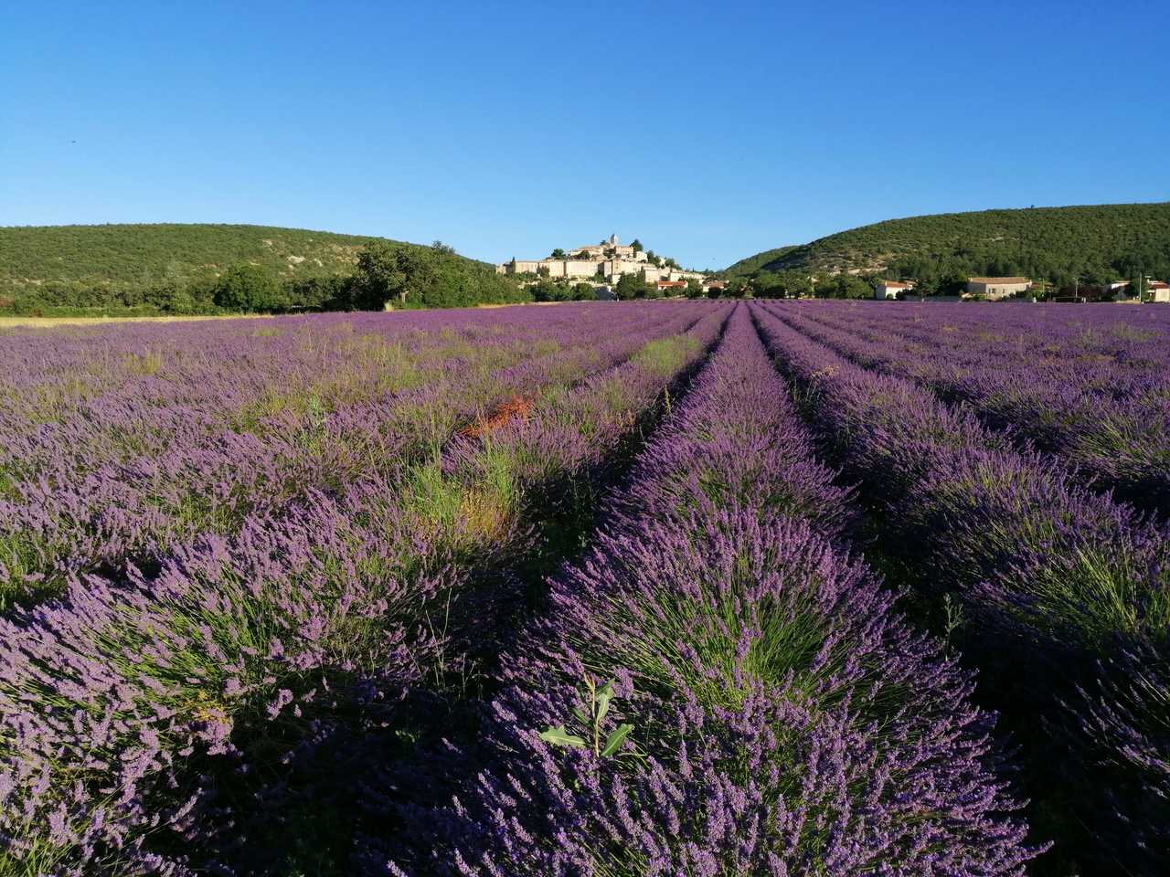 Champs de lavande et le village provençal de Banon en arrière plan, Haute Provence