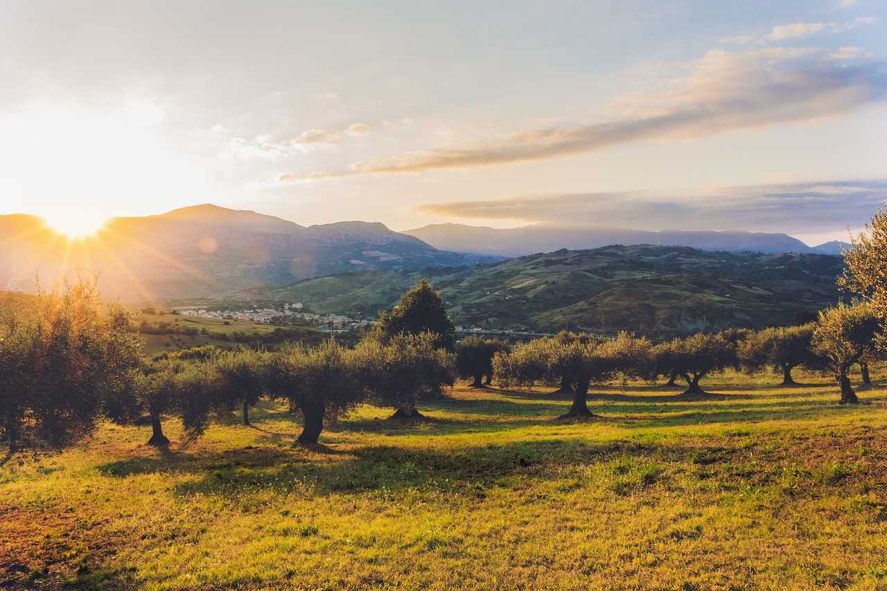 Coucher de soleil sur un champ d'olivier au loin les montagnes, la campagne et un village