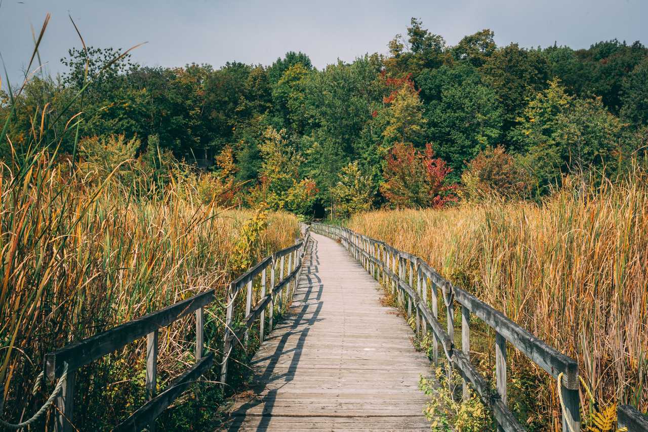 Chemin dans les Forêts canadiennes