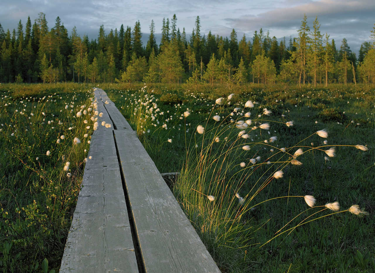 Chemin de randonnée en Finlande