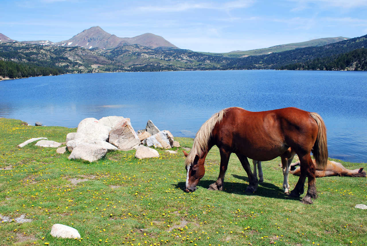 Cheval à Cerdagne en Espagne