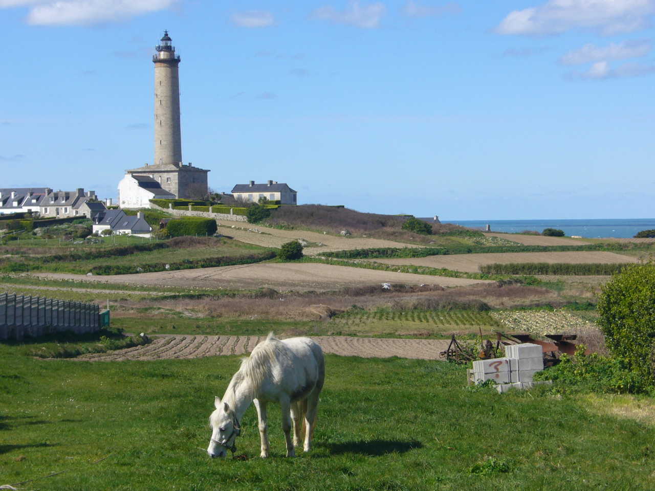 cheval blanc broutant de l'herbe dans les champs , phare au dernier plan