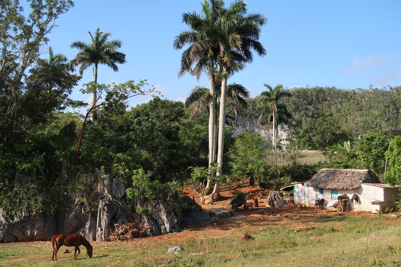 Cheval dans une plaine à Cuba