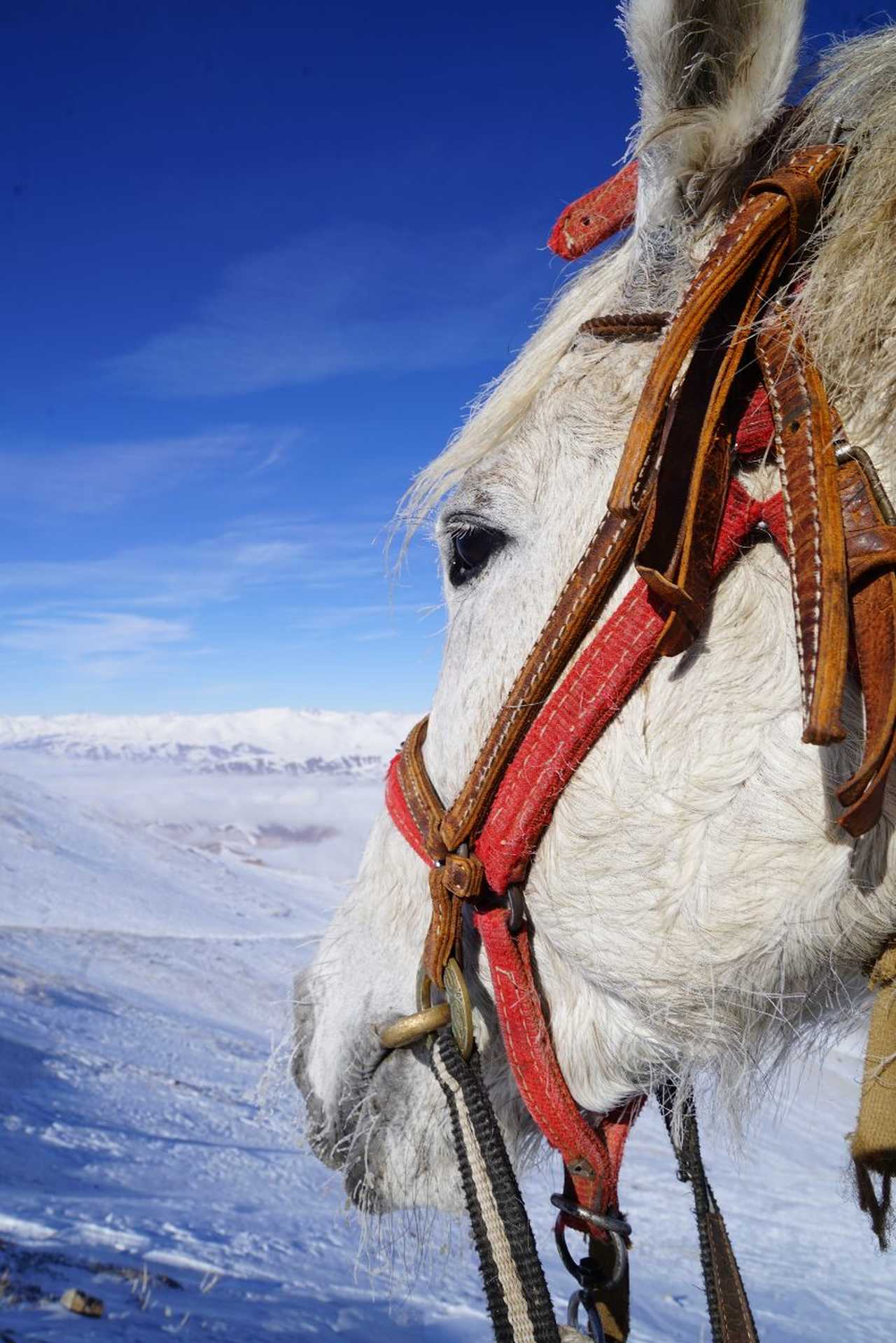 Cheval en hiver au Kirghizistan