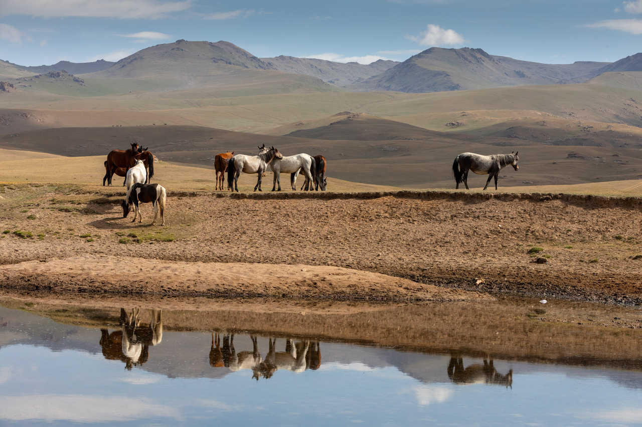 Chevaux dans des plaines en Kirghizie