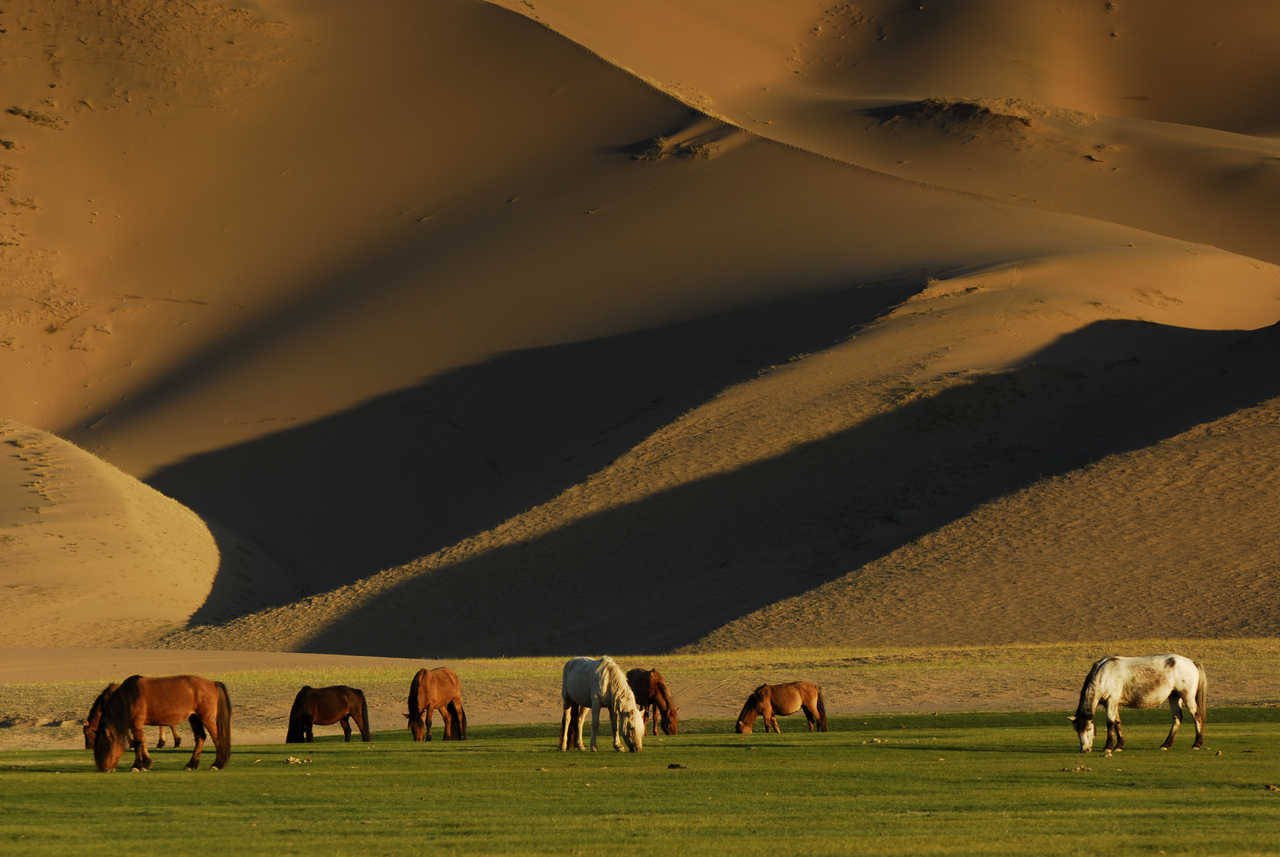 Chevaux dans la steppe mongole au coucher du soleil