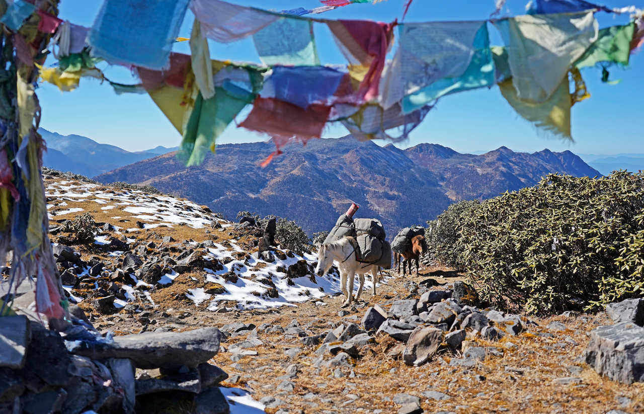 chevaux dans les montagnes au Bhoutan