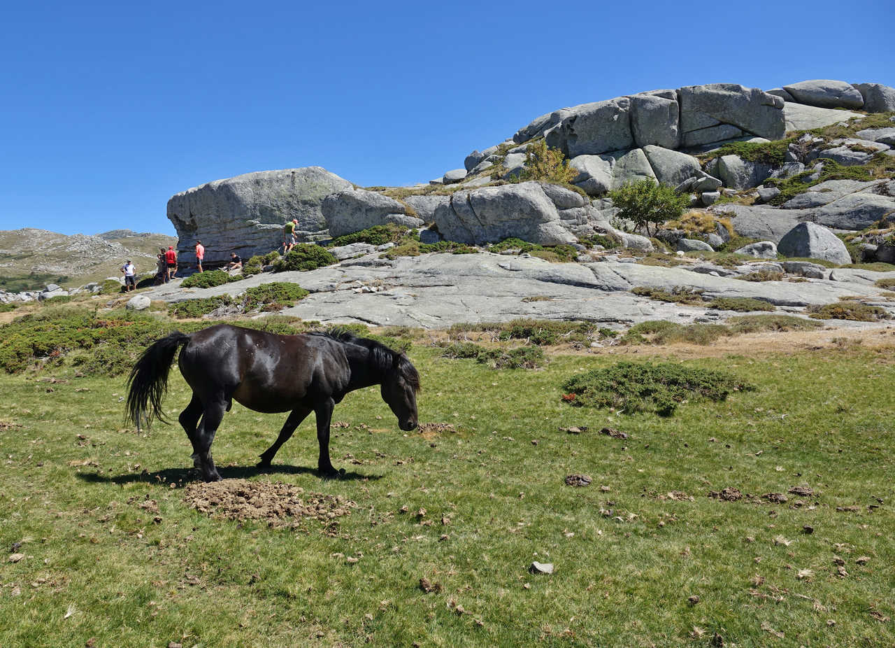 Chevaux en liberté sur le plateau de Cuscionu, Haute Corse © Patricia Chevaux en liberté sur le plateau de Cuscionu, Haute Corse