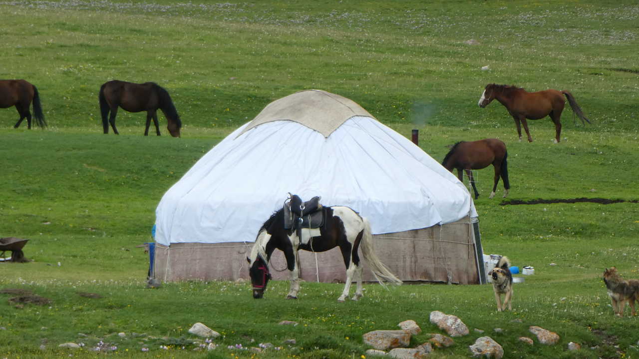 Chevaux et yourte près de Song Koul
