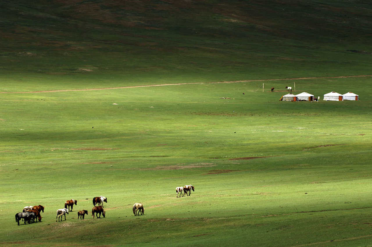 Chevaux et yourtes dans la steppe mongole