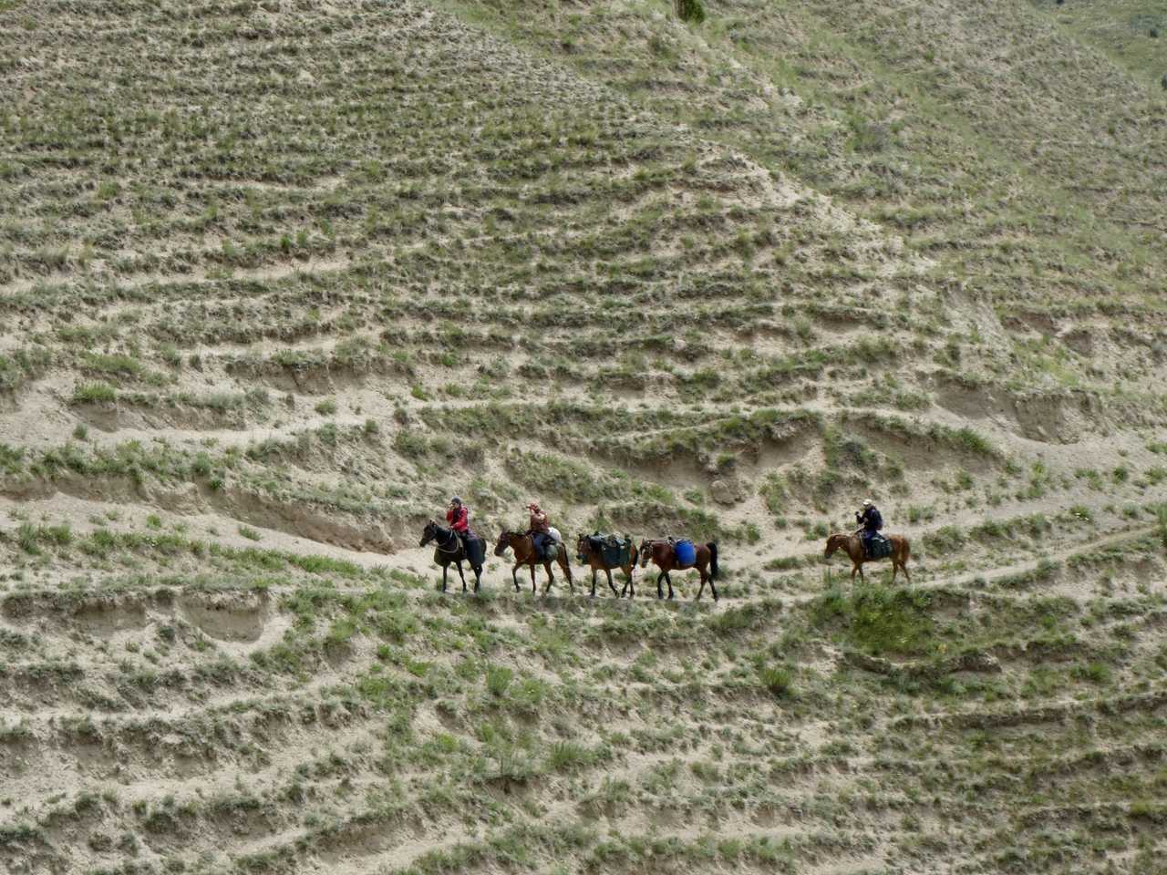 Chevaux lors du trek Kyzyk Oil - Song Koul