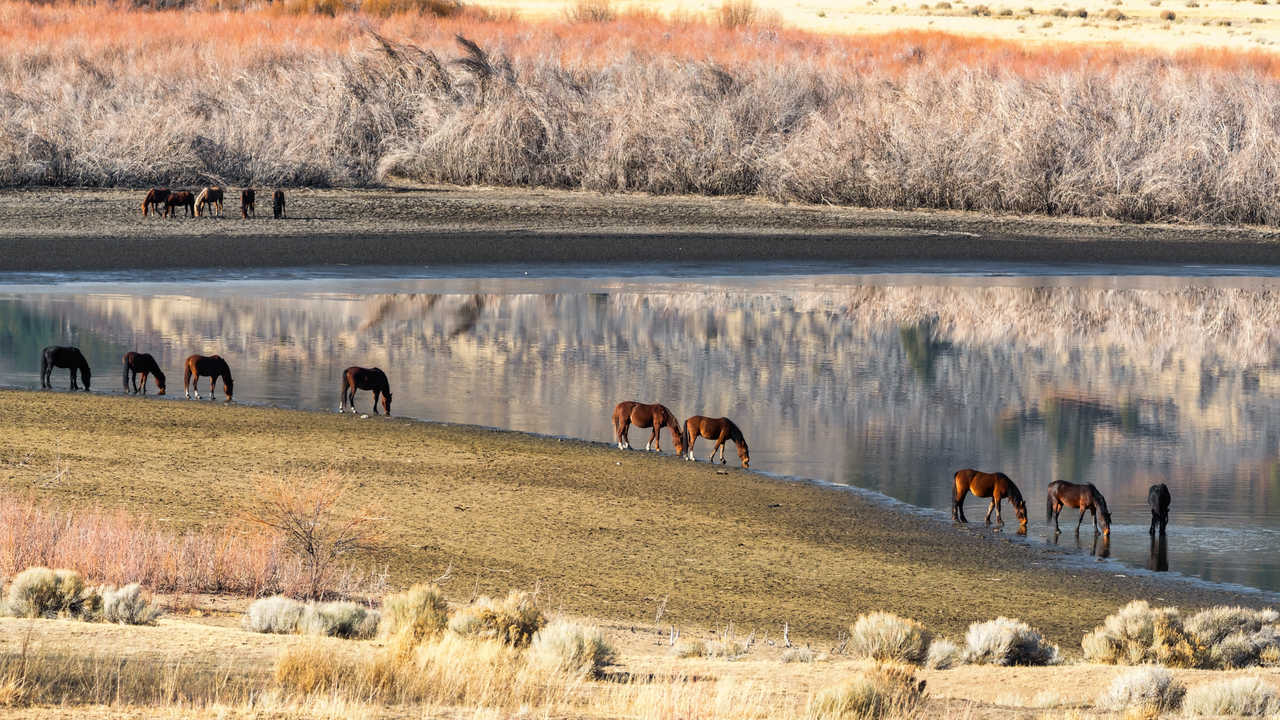 Chevaux Mustang sauvages buvant du lac Little Washoe, dans le nord du Nevada, USA