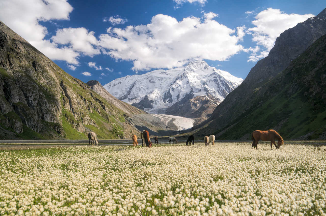 chevaux près de Karakol au Kirghizistan