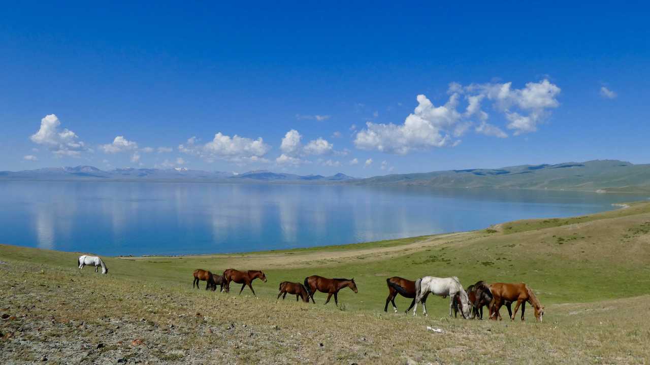 Chevaux près du lac Song Kul