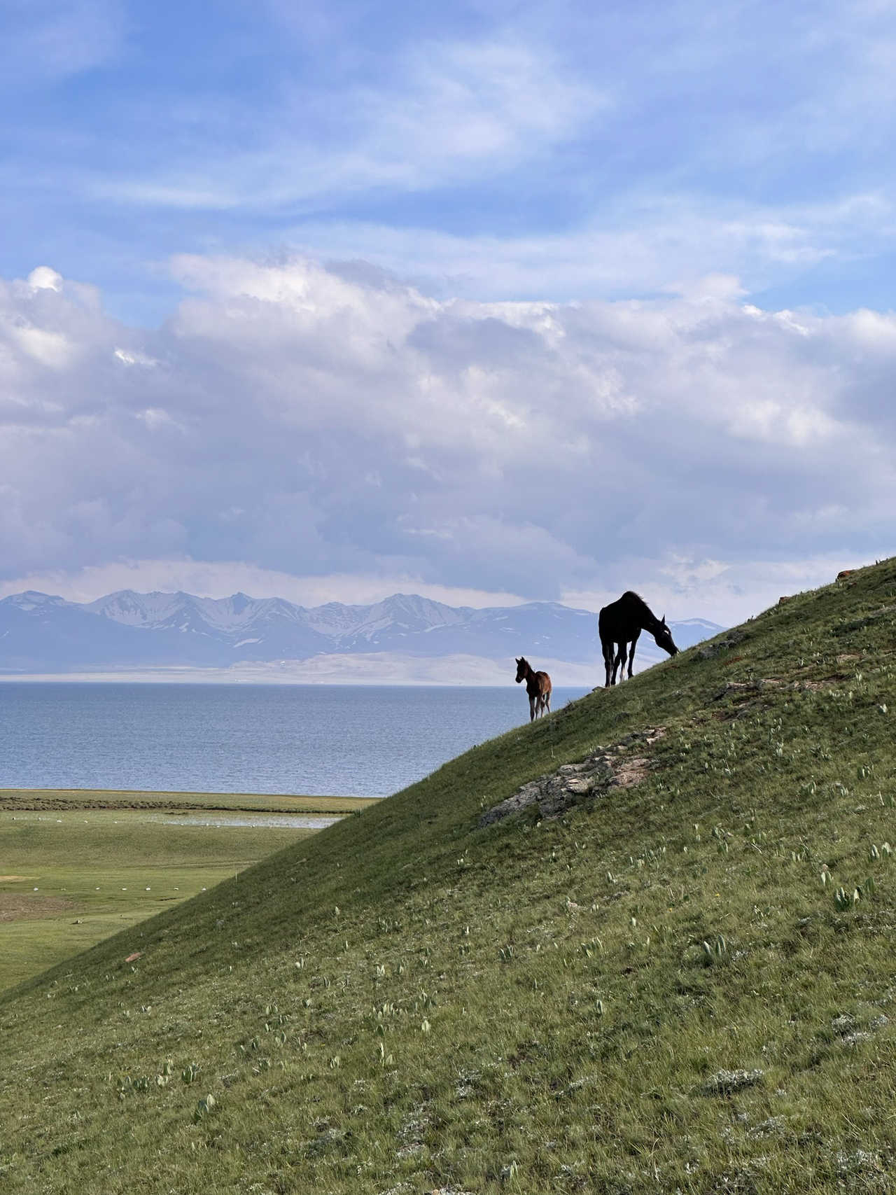 Chevaux près du lac Song Kul