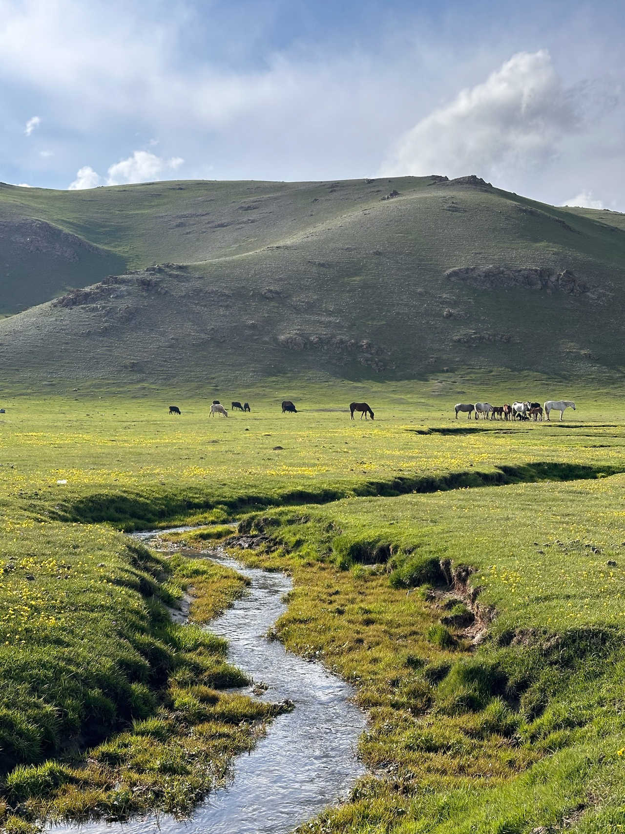 Chevaux près du lac Song Kul