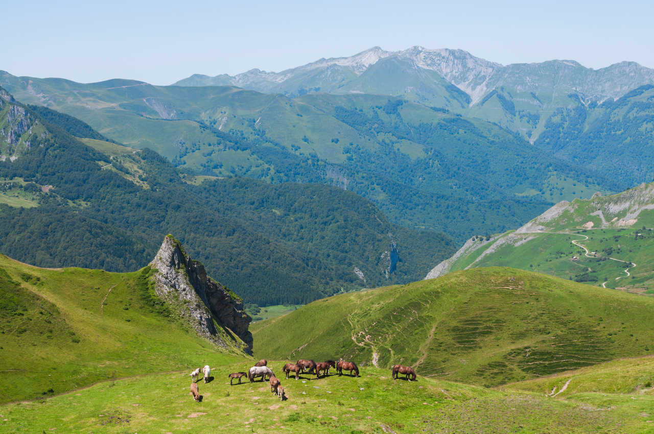 Chevaux sauvages dans les montagnes des Pyrénées près du col du Soulor