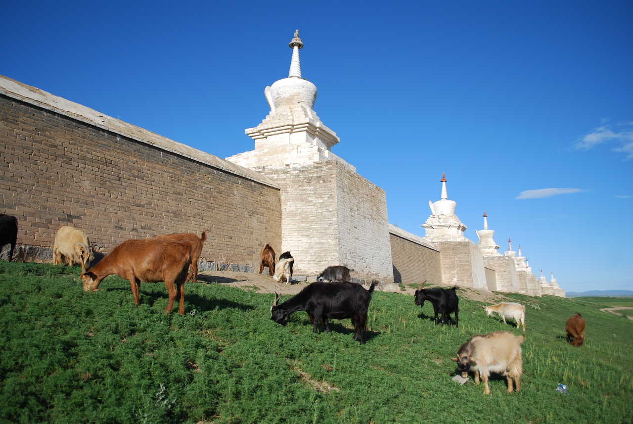 chèvres devant le Monastere d'Erdenet Zuu et ses 108 stupas, Mongolie