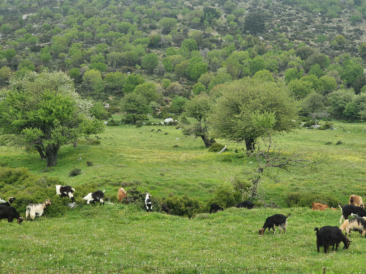 Chèvres sur le plateau d'Omalos en Crète